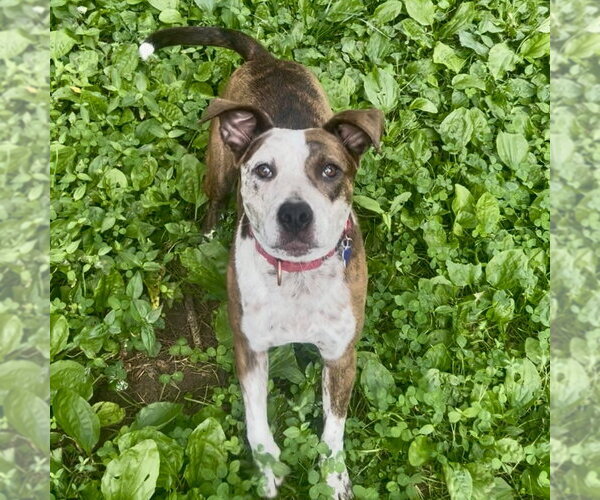 Medium Photo #8 Beagle-Unknown Mix Puppy For Sale in Batavia, OH, USA