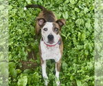 Small #7 Beagle Mix