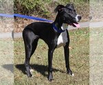 Small Photo #2 Greyhound-Unknown Mix Puppy For Sale in Prattville, AL, USA