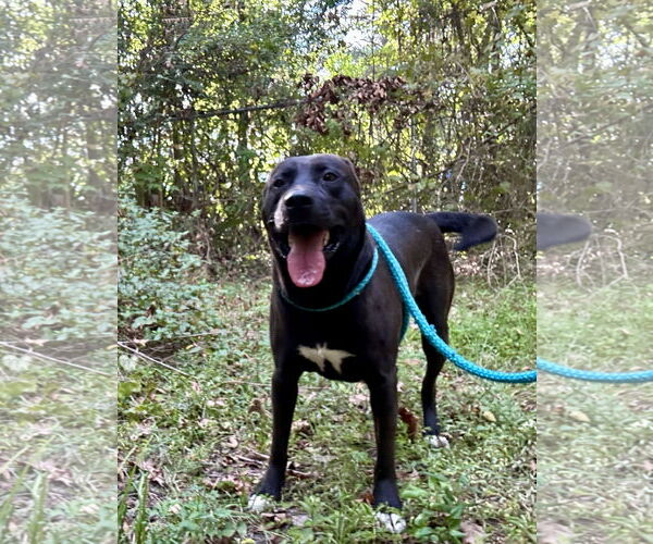 Medium Photo #15 Mutt Puppy For Sale in Myrtle Beach, SC, USA