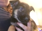 Small Photo #3 German Shepherd Dog Puppy For Sale in BRECKENRIDGE HILLS, MO, USA