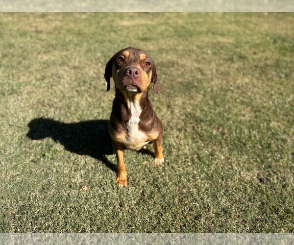 Medium Photo #1 Beagle-Unknown Mix Puppy For Sale in Grovetown, GA, USA