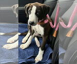 Katana - Female Labrador Retriever-Unknown Mix Dog for Adoption - Small photo