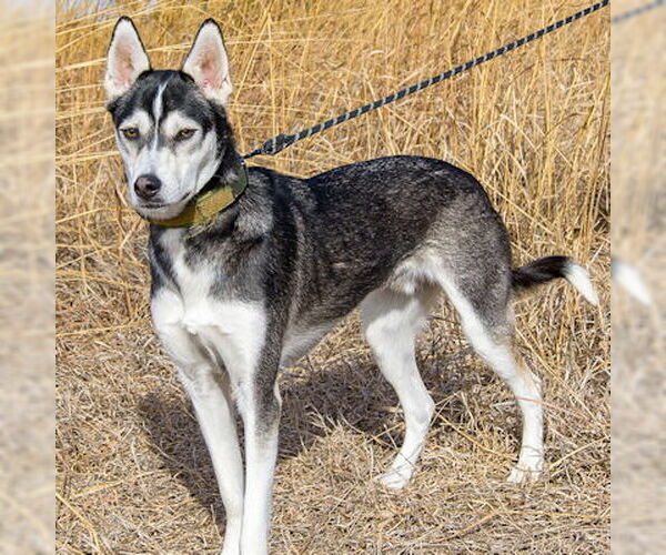 Medium Photo #2 Siberian Husky-Unknown Mix Puppy For Sale in Omaha, NE, USA
