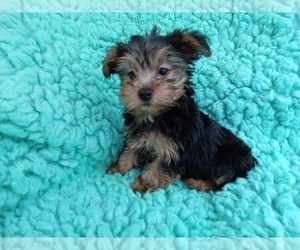 Yorkshire Terrier Puppy for Sale in LAUREL, Mississippi USA