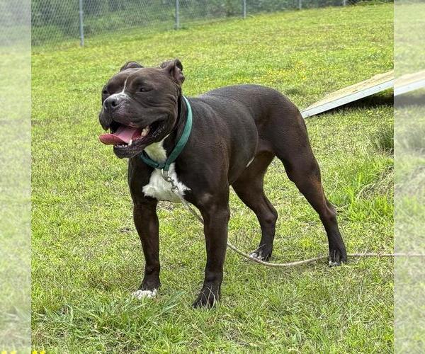 Medium Photo #4 American Bulldog-Unknown Mix Puppy For Sale in Virginia Beach, VA, USA