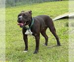 Small #3 American Bulldog Mix
