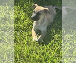 Small Photo #2 Mutt Puppy For Sale in Royal Palm Beach, FL, USA
