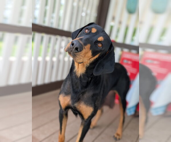 Medium Photo #2 Doberman Pinscher Puppy For Sale in MIDWAY, UT, USA
