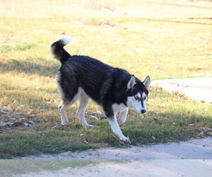 Sweeny - Female Siberian Husky Dog for Adoption - Photo #2