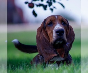 Father of the Basset Hound puppies born on 04/16/2025