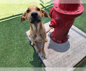 German Shepherd Dog-Unknown Mix Dogs for adoption in Grand Prairie, TX, USA