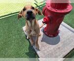 Small German Shepherd Dog Mix