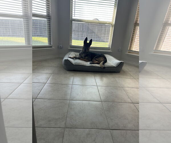 Medium Photo #11 German Shepherd Dog-Unknown Mix Puppy For Sale in McKinney, TX, USA