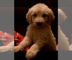 Small Photo #57 Goldendoodle Puppy For Sale in N HIGHLANDS, CA, USA