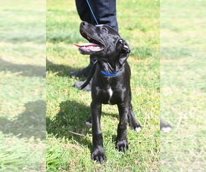 Great Dane-Labrador Retriever Mix Dogs for adoption in Glen Allen, VA, USA
