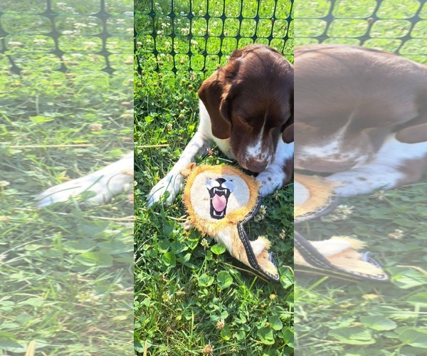 Medium Photo #4 Border Collie-Brittany Mix Puppy For Sale in Curwensville, PA, USA