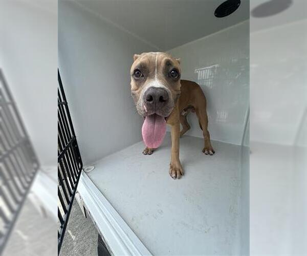 Medium Photo #1 American Pit Bull Terrier Puppy For Sale in Houston, TX, USA