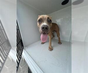 American Pit Bull Terrier Dogs for adoption in Houston, TX, USA