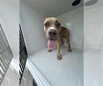 Small American Pit Bull Terrier