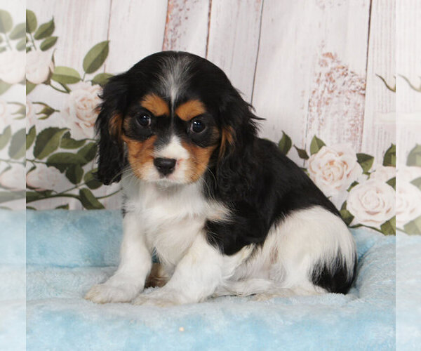 Medium Photo #1 Cavalier King Charles Spaniel Puppy For Sale in PENNS CREEK, PA, USA