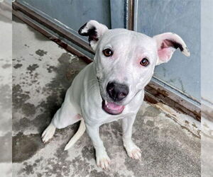 Mutt Dogs for adoption in Stockton, CA, USA