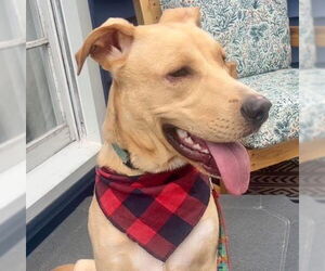 Labrador Retriever-Unknown Mix Dogs for adoption in Brooklyn Center, MN, USA