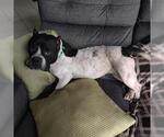 Small American Bulldog Mix