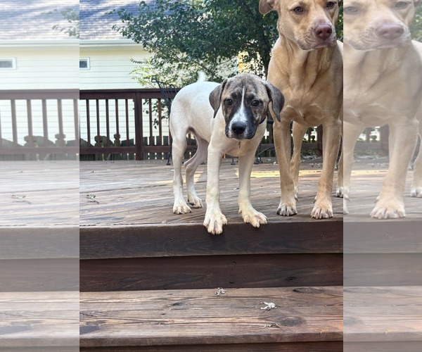 Medium Photo #9 Labrador Retriever-Unknown Mix Puppy For Sale in Holly Springs, NC, USA