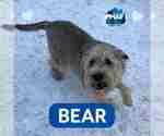 Small Photo #2 Unknown-Wheaten Terrier Mix Puppy For Sale in Binghamton, NY, USA