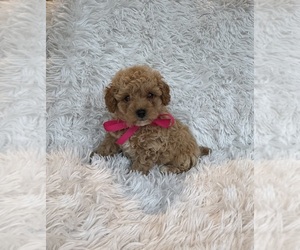 Poodle (Toy) Puppy for sale in JEFFERSONVILLE, IN, USA