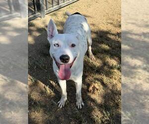 Mutt Dogs for adoption in Riverside, CA, USA