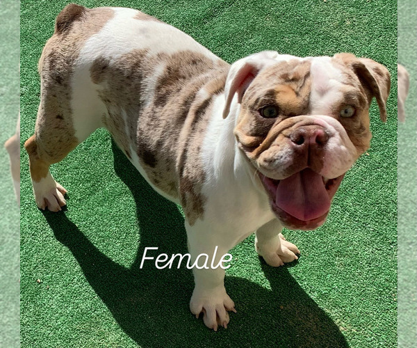 Medium Photo #4 English Bulldog Puppy For Sale in VICTORVILLE, CA, USA