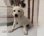 Small #2 Labrador Retriever