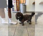 Small Shih Tzu
