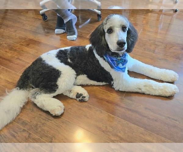 Medium Photo #1 Golden Mountain Doodle  Puppy For Sale in KNOXVILLE, TN, USA