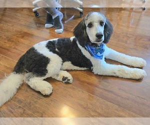 Golden Mountain Doodle  Puppy for sale in KNOXVILLE, TN, USA