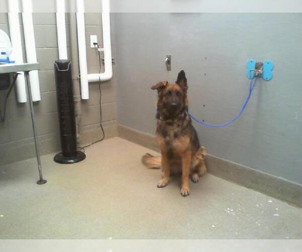 Medium Photo #1 German Shepherd Dog-Unknown Mix Puppy For Sale in Las Vegas, NV, USA