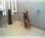 Small German Shepherd Dog Mix