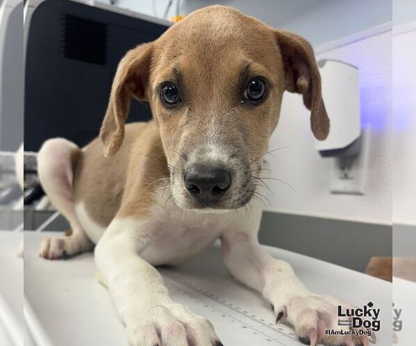 Medium Photo #2 Labbe Puppy For Sale in Washington, DC, USA
