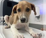 Small Photo #2 Labbe Puppy For Sale in Washington, DC, USA