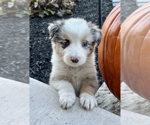 Medium Photo #8 Australian Shepherd Puppy For Sale in LODA, IL, USA