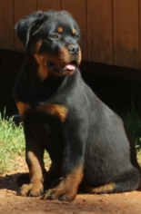 Rottweiler Puppy for sale in GRIFFIN, GA, USA