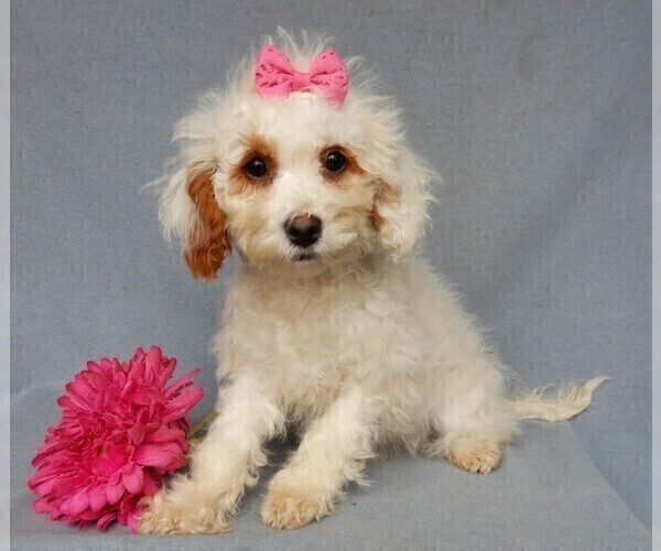 Medium Photo #1 Cavapoo Puppy For Sale in MILLERSBURG, OH, USA