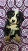 Small Photo #2 Bernese Mountain Dog Puppy For Sale in LANCASTER, PA, USA
