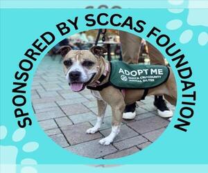 DOVEY - Female Boxer-Unknown Mix Dog for Adoption - Photo #4