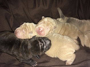 Chinese Shar-Pei Puppy for sale in MILWAUKEE, WI, USA