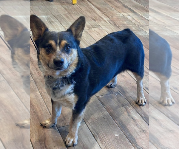 Medium Photo #2 Mutt Puppy For Sale in Genesee, WI, USA
