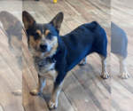 Small #1 Mutt