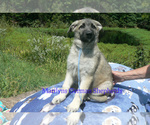 Small #3 German Shepherd Dog